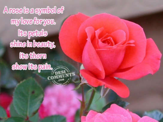 A rose is a symbol of my love for you...