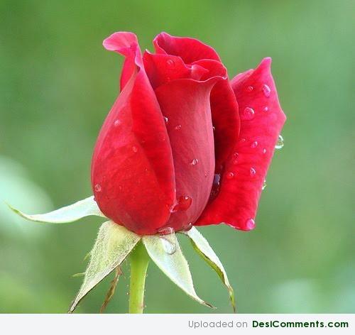 Half Bloomed Rose