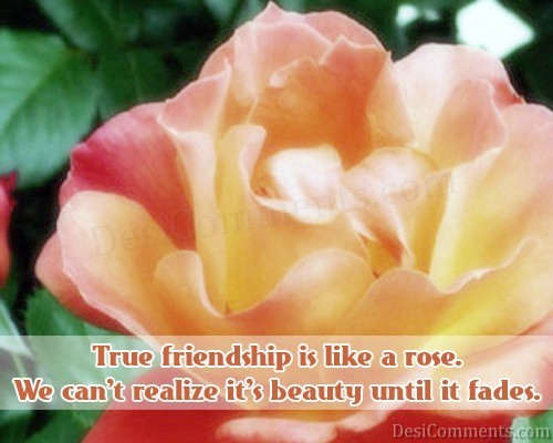 Friendship Is Like A Rose