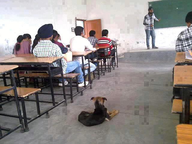 Dog Attending Class