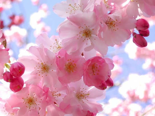 Pink Flowers - DesiComments.com