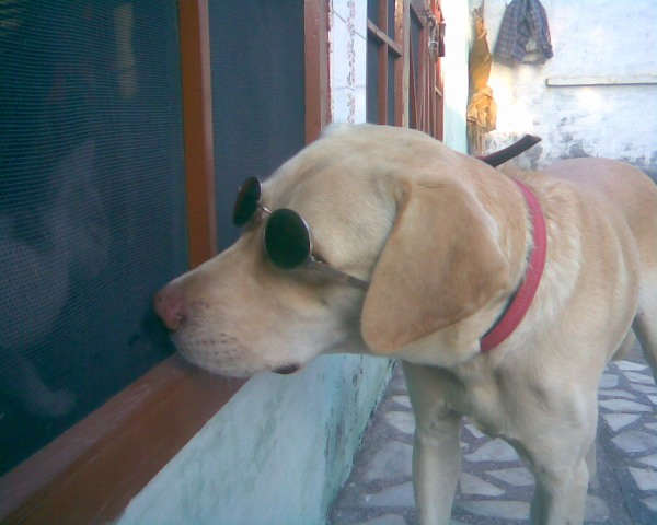 Dog wearing shades