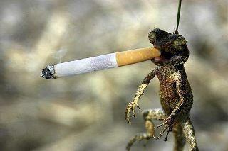 Smoking Frog