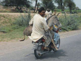 Donkey on motor cycle