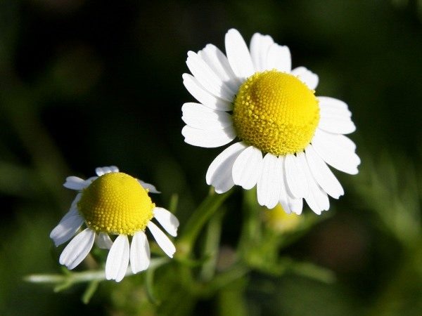 Chamomile flowers