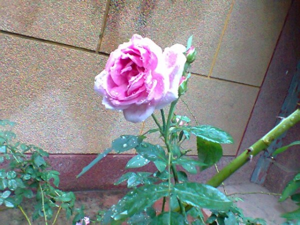 Pink Rose