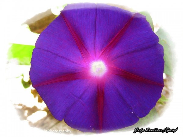 Bindweed Flower