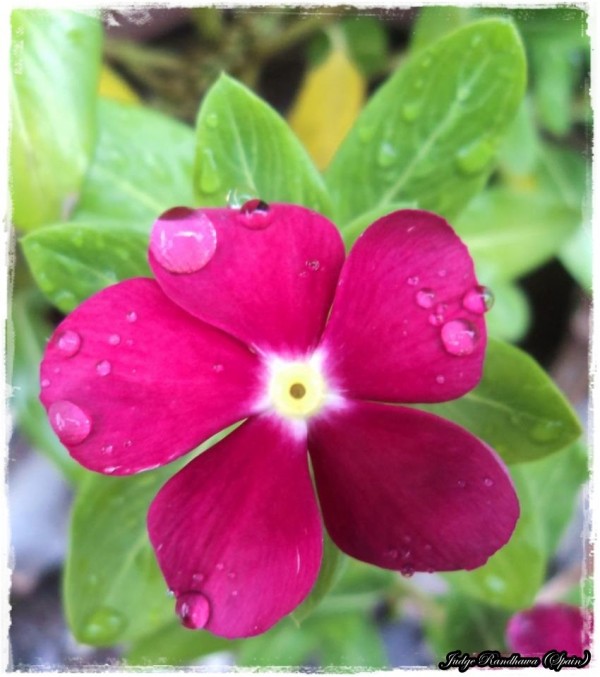 Magenta Color Flower