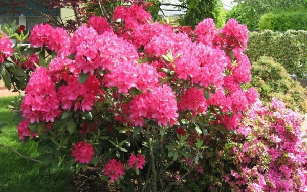 Flowers On Plants