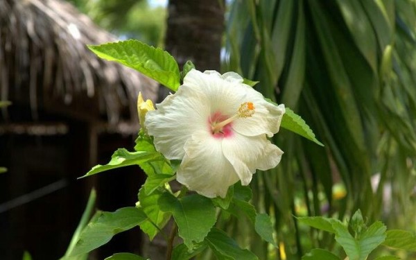 Hibisicus