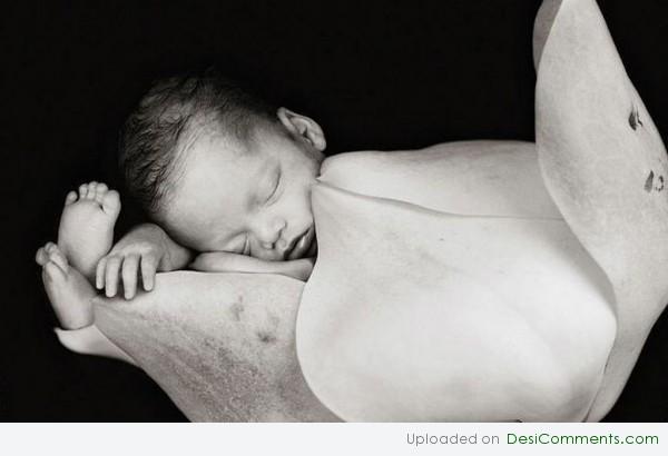 sleeping Baby In White Rose