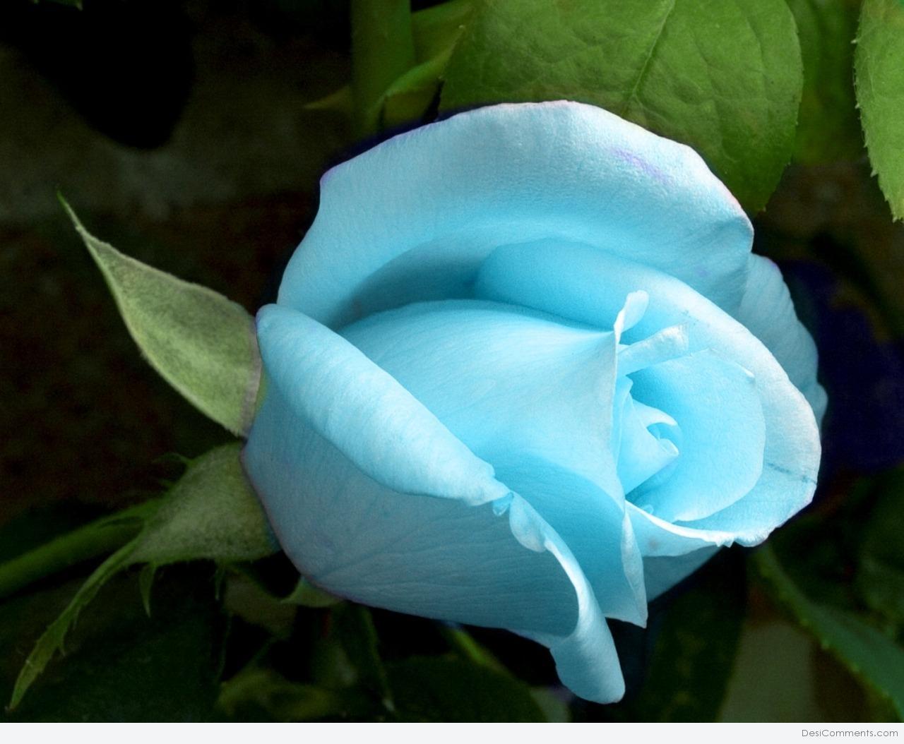 good morning blue rose