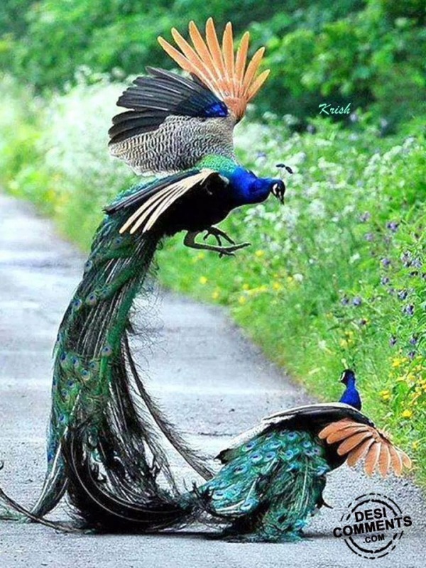 Peacocks