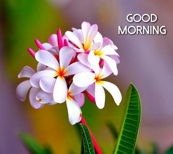 Photo Of Good Morning