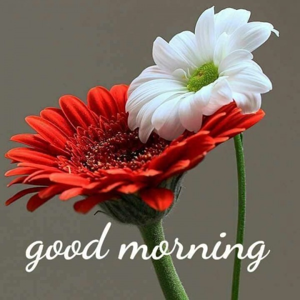 Pic Of Good Morning