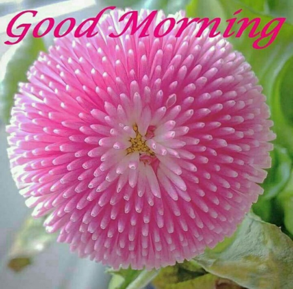 Pic Of Good Morning