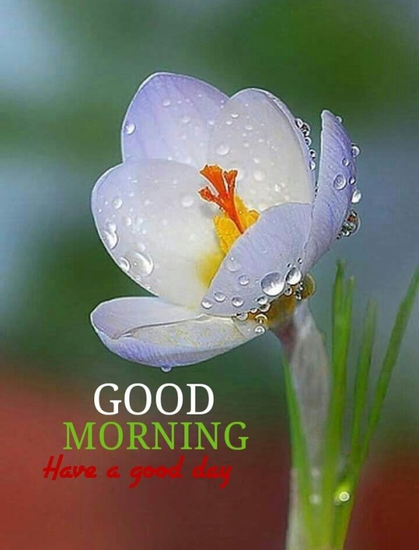 Image Of Good Morning – Have A Good Day - Desi Comments