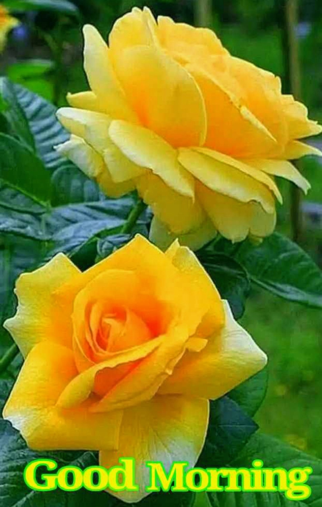 Good Morning With Yellow Roses - DesiComments.com