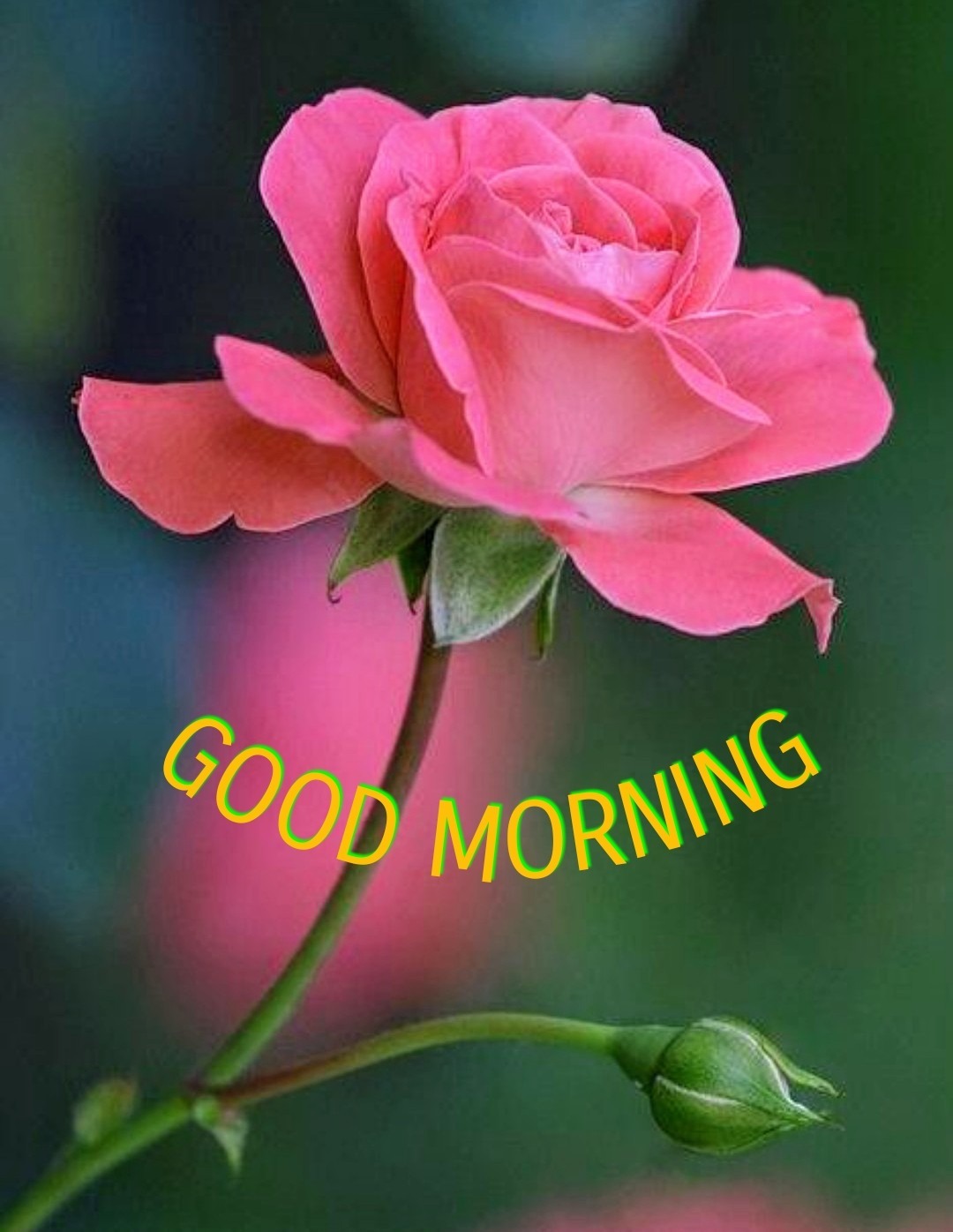 Good Morning With Pink Rose - DesiComments.com