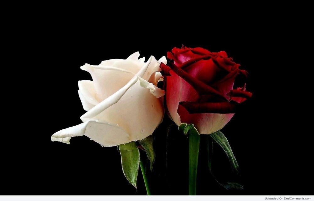 White and Red Rose - DesiComments.com