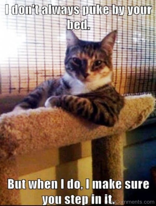 60 Cute Cat Memes - Funny Pictures – DesiComments.com