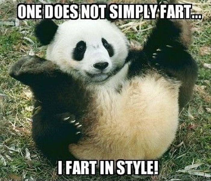 panda funny meme