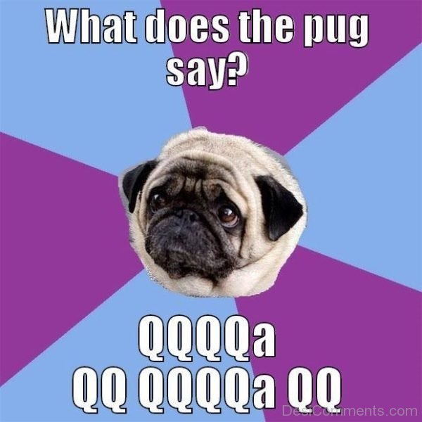 What Does The Pug Say