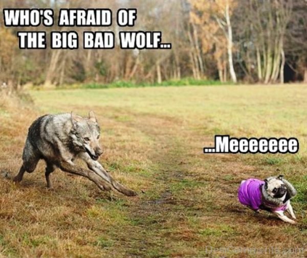 Whos Afraid Of The Big Bad Wolf
