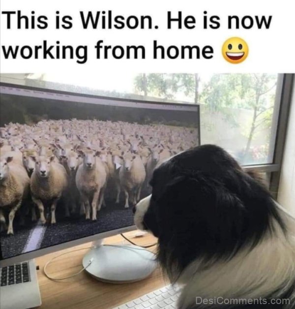 This Is Wilson
