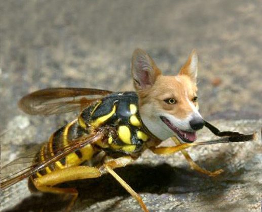 My Dog Ate A Bee Desicomments Com