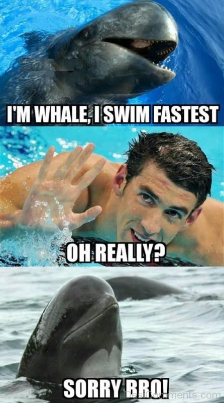 I’m Whale, I Swim Fastest