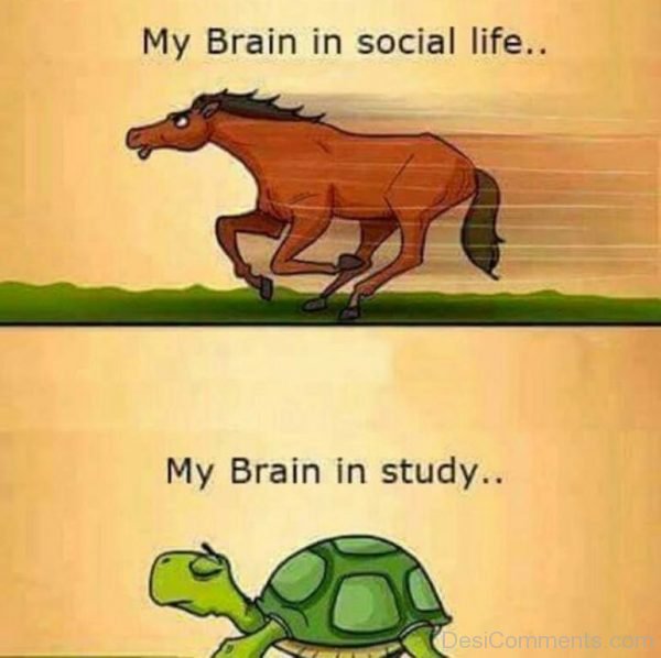 My Brain In Social Life