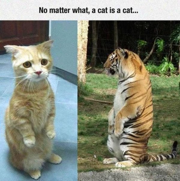 No Matter What, A Cat Is A Cat