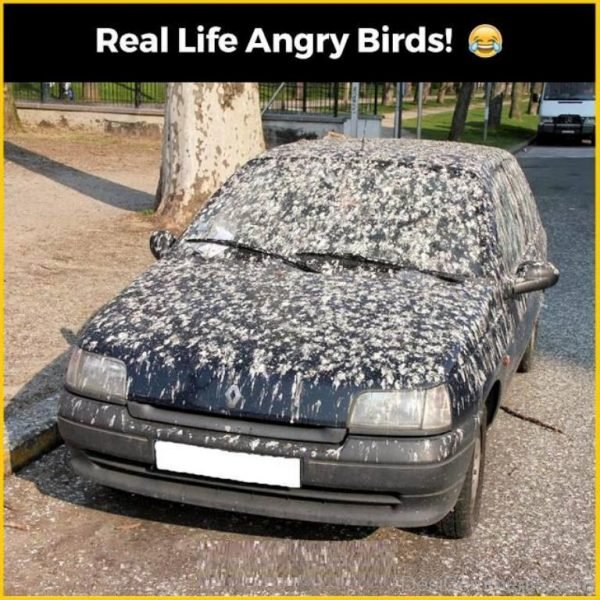 Real Life Angry Birds