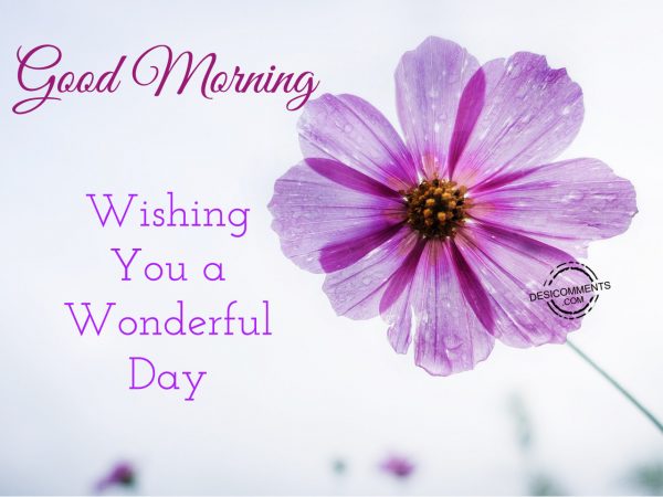 Good Morning Wishing You A Wonderful Day - Desi Comments