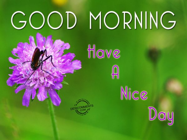 Have A Nice Day… Good Morning Pic