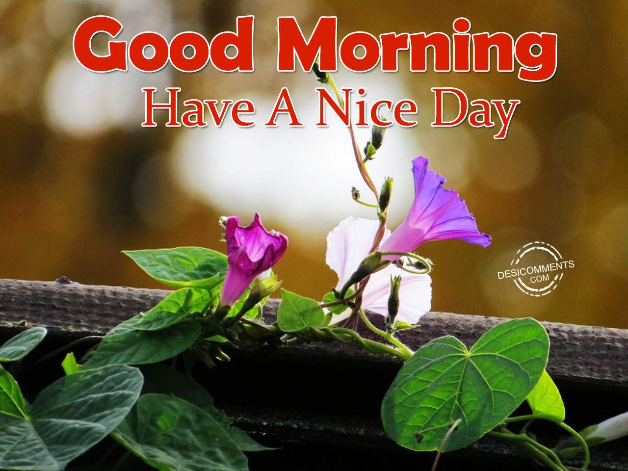 Image Of Have A Nice Day – Good Morning - DesiComments.com