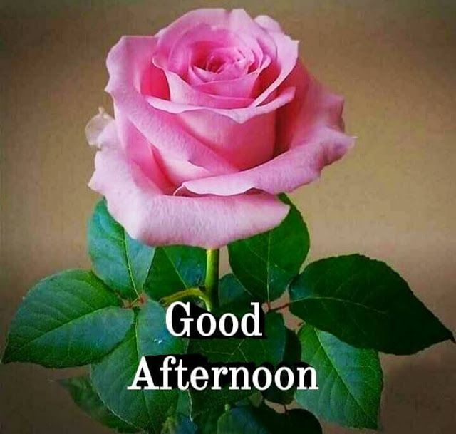 Good Afternoon Beautiful Rose Image - Desi Comments