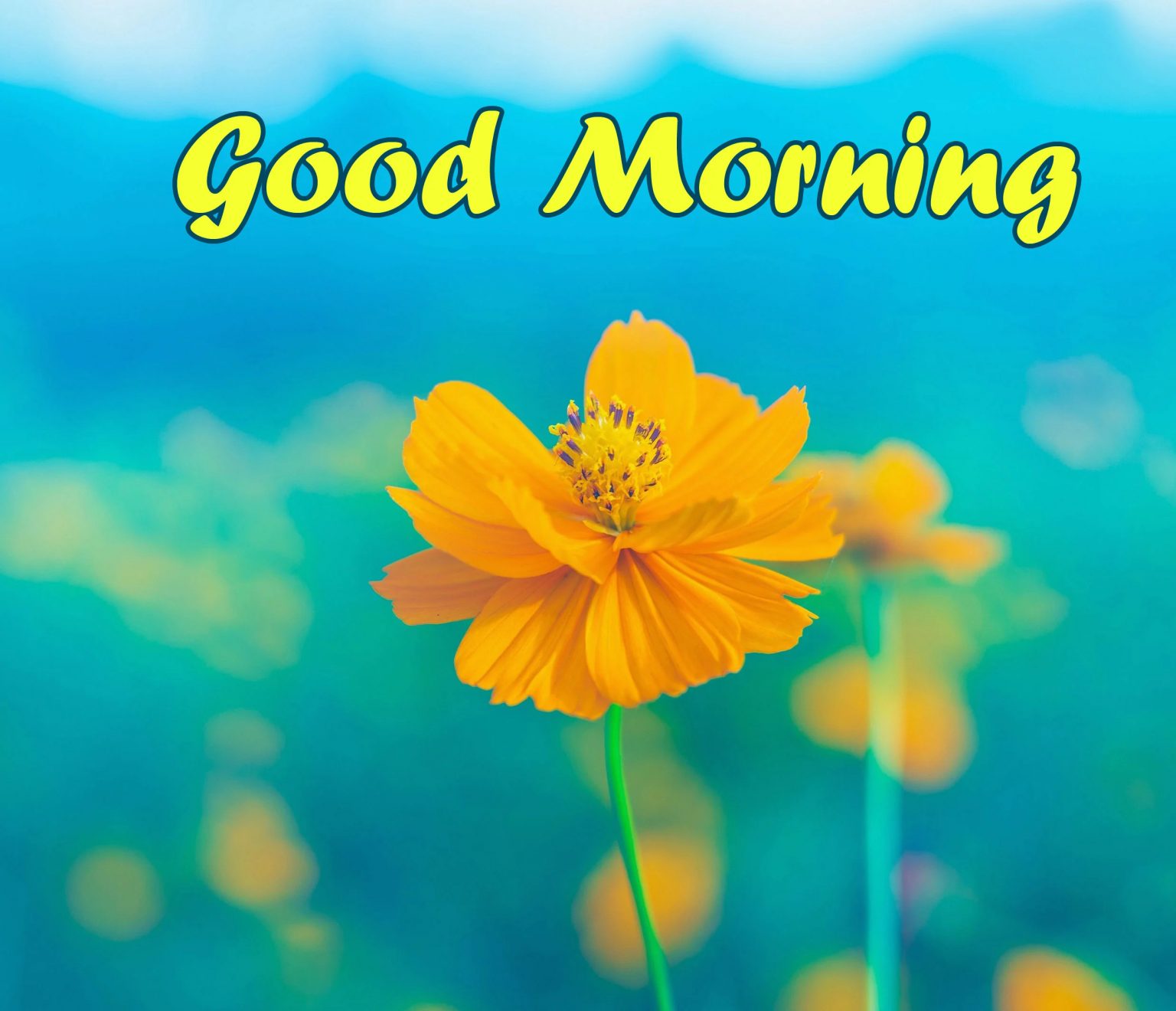 Good Morning Yellow Flower - Desi Comments