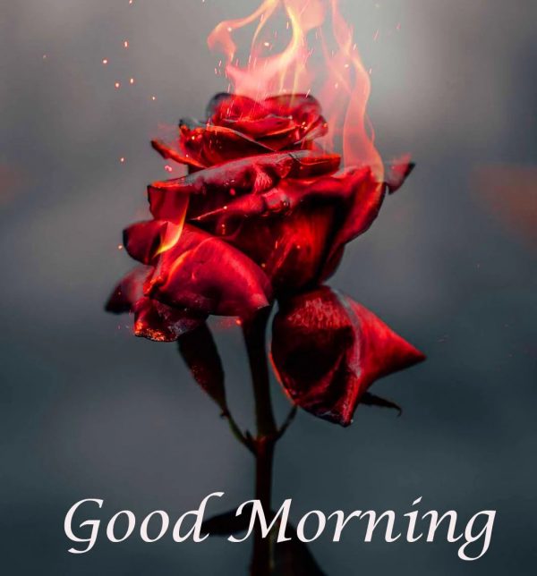 Good Morning Burning Rose Image