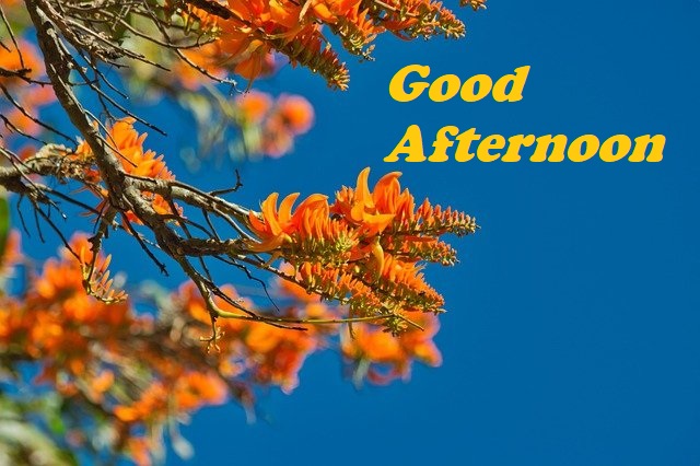 Good Afternoon Image With Orange Flowers - DesiComments.com