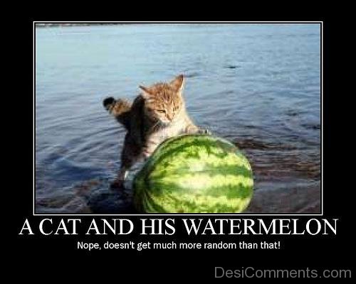 A Cat And His Watermelon