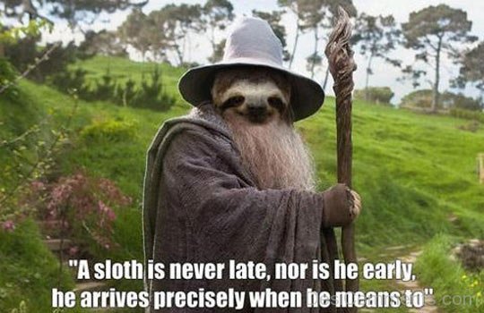 A Sloth Is Never Late