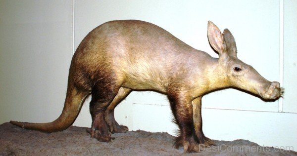 Aardvark Animal