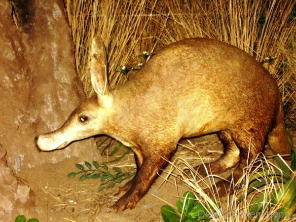 Aardvark At Night