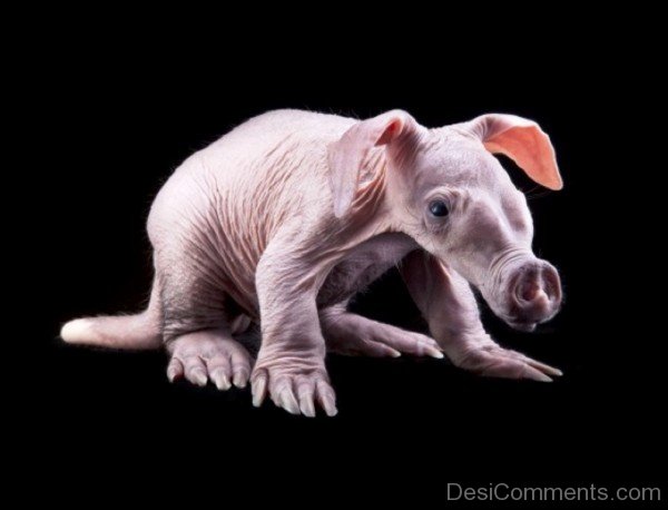 Aardvark Black Background