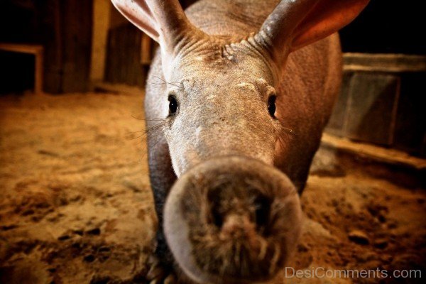 Aardvark Closeup