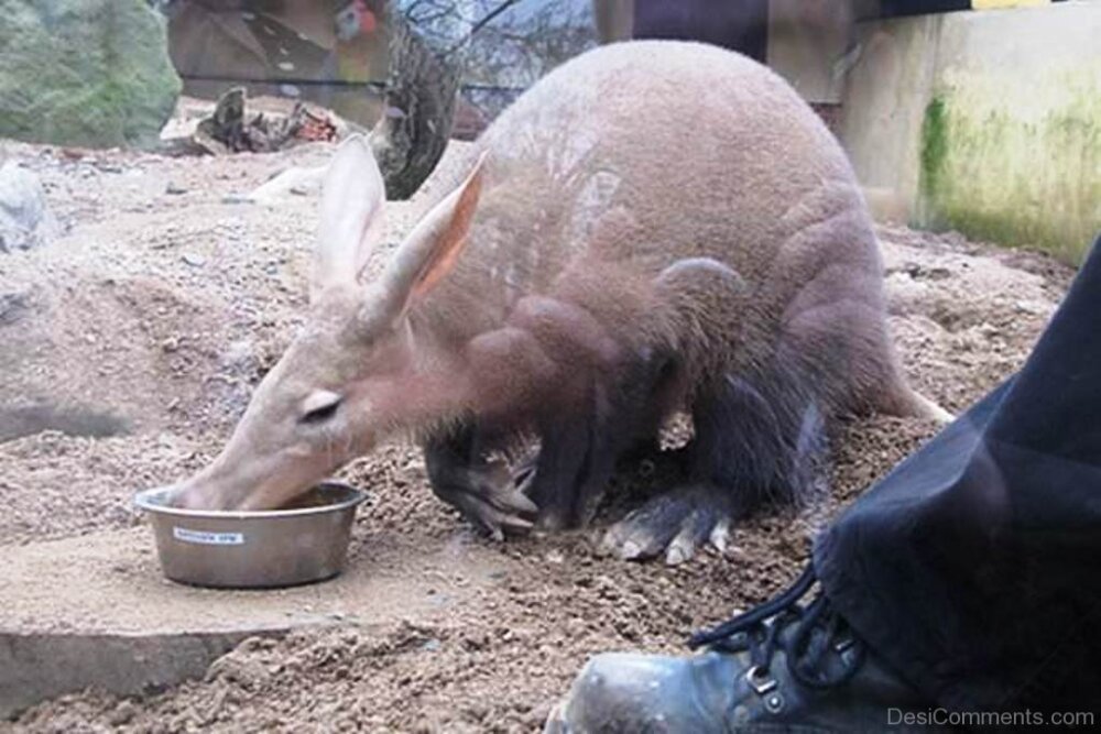 Aardvark Eating Food DesiComments com