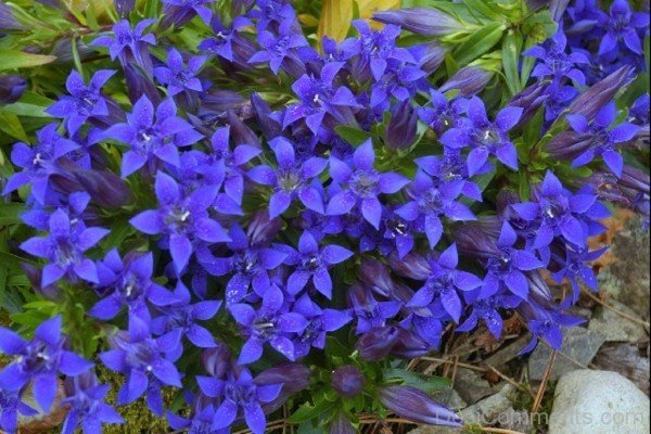 Adorable Crested Gentian Flowers-hgr401DC0015