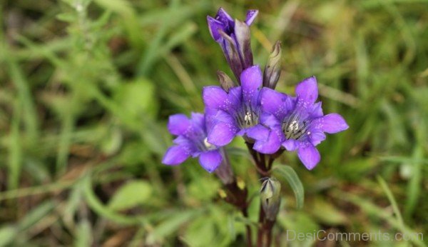 Adorable Dahurian Gentian Flowers